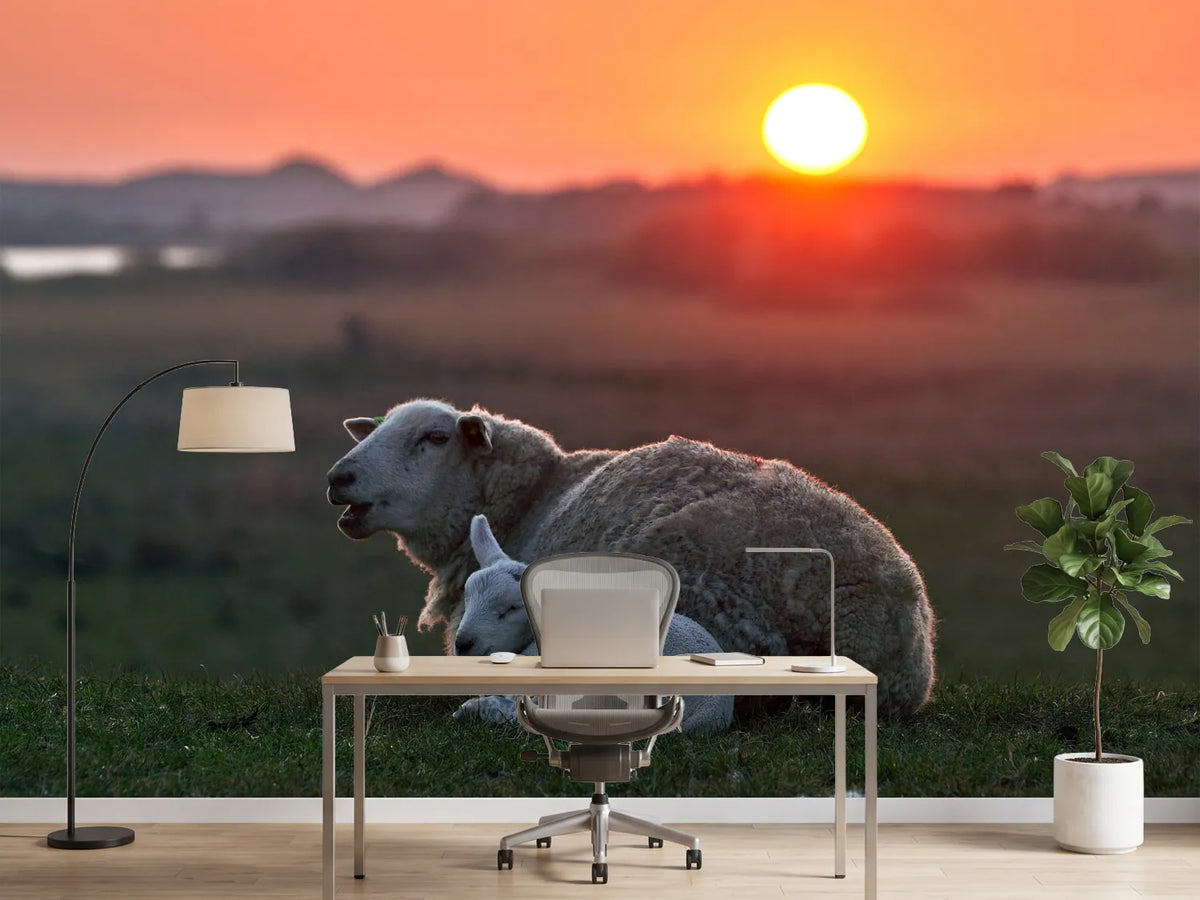 photo-wallpaper-sleep-well-sheep-x