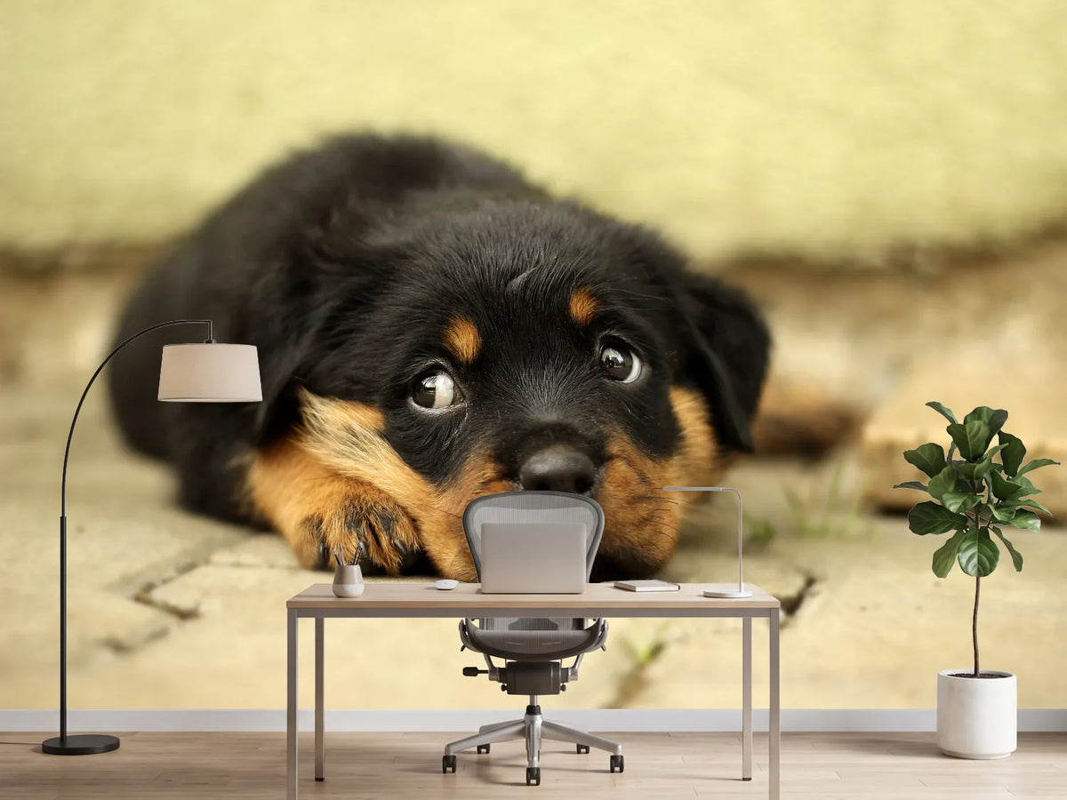 photo-wallpaper-sweet-rottweiler-puppy