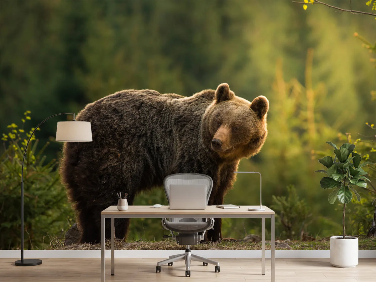 photo-wallpaper-backlit-bear-x