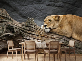 photo-wallpaper-dreaming-lioness