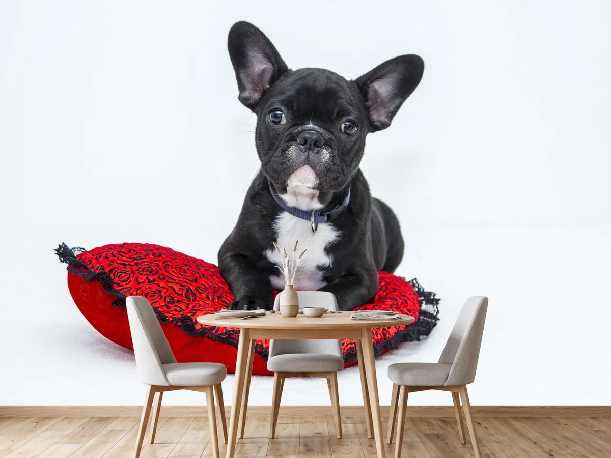 photo-wallpaper-bulldog-to-fall-in-love