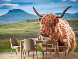 photo-wallpaper-furry-highland-cow-in-isle-of-skye-scotland