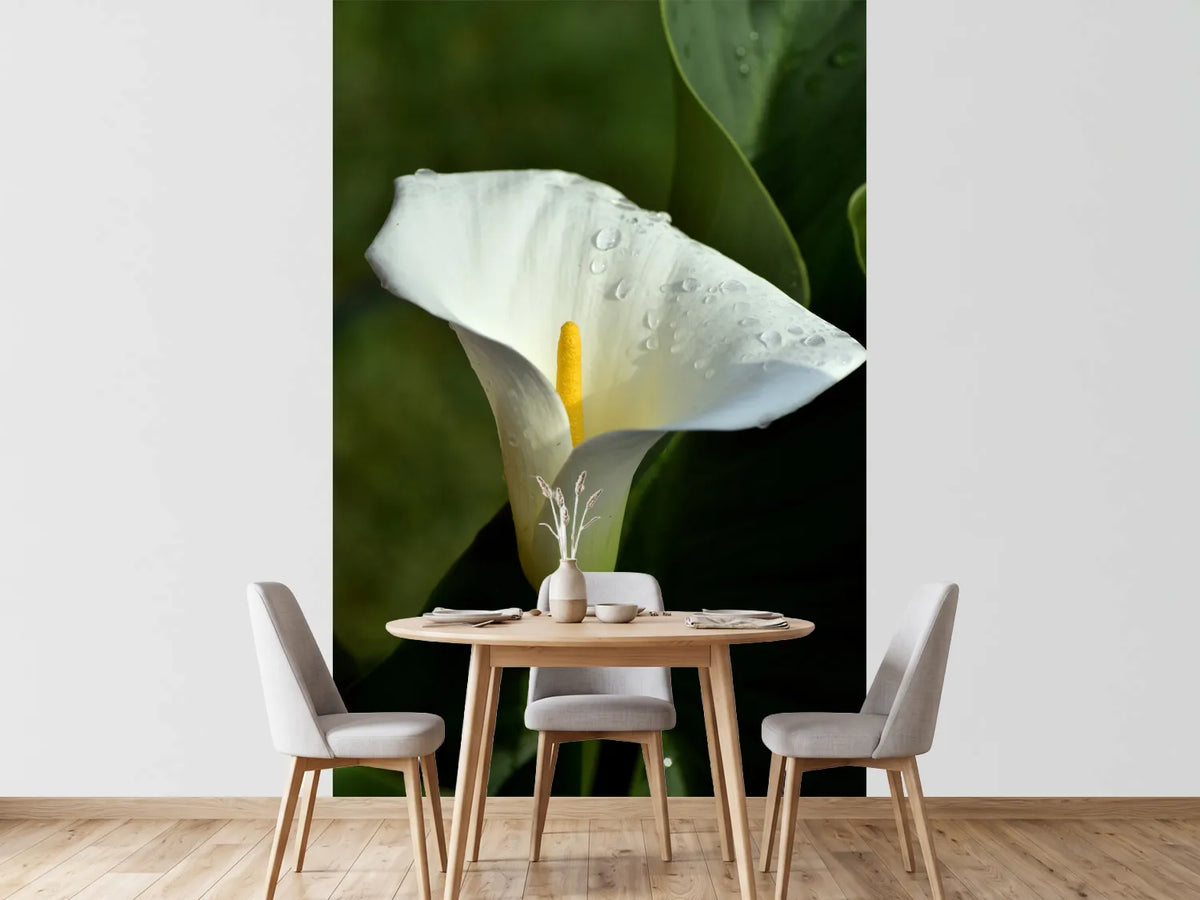 photo-wallpaper-white-calla-with-morning-dew
