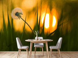 photo-wallpaper-sunbathing