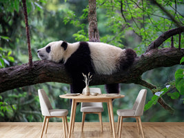 photo-wallpaper-sleeping-panda-draped-over-a-branch-in-lush-green-forest