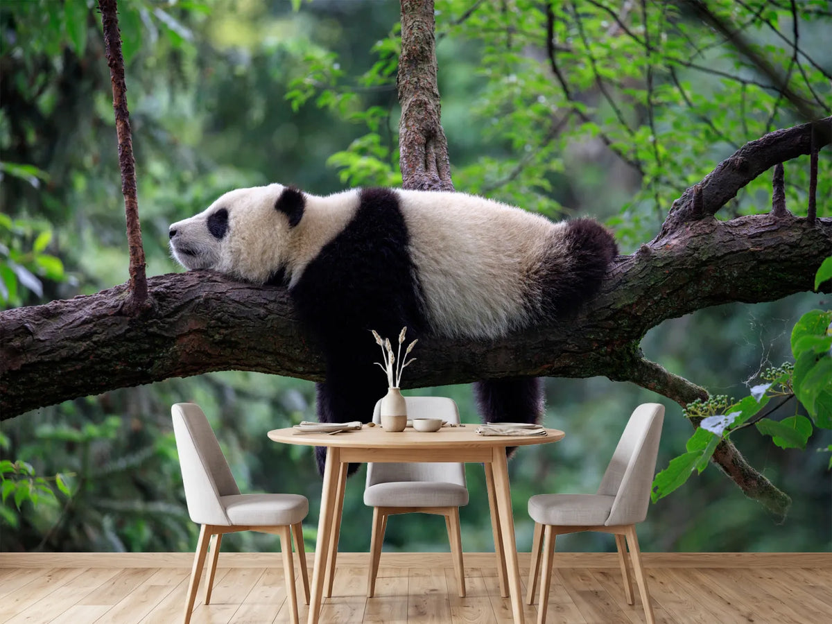 photo-wallpaper-sleeping-panda-draped-over-a-branch-in-lush-green-forest