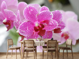 photo-wallpaper-purple-orchids-in-bloom