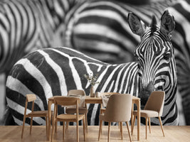photo-wallpaper-stripes-x