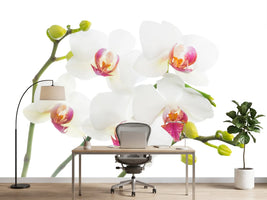 photo-wallpaper-orchids-love