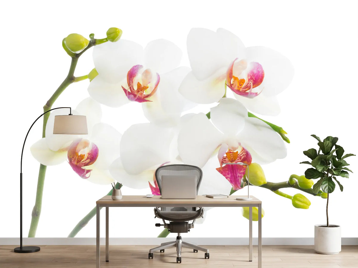 photo-wallpaper-orchids-love