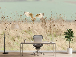 photo-wallpaper-hunting-short-eared-owl-x