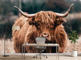 photo-wallpaper-highland-cow-doing-his-thing