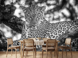 photo-wallpaper-monochrome-beauty-x