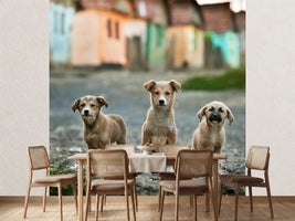 photo-wallpaper-the-three-musketeers-x