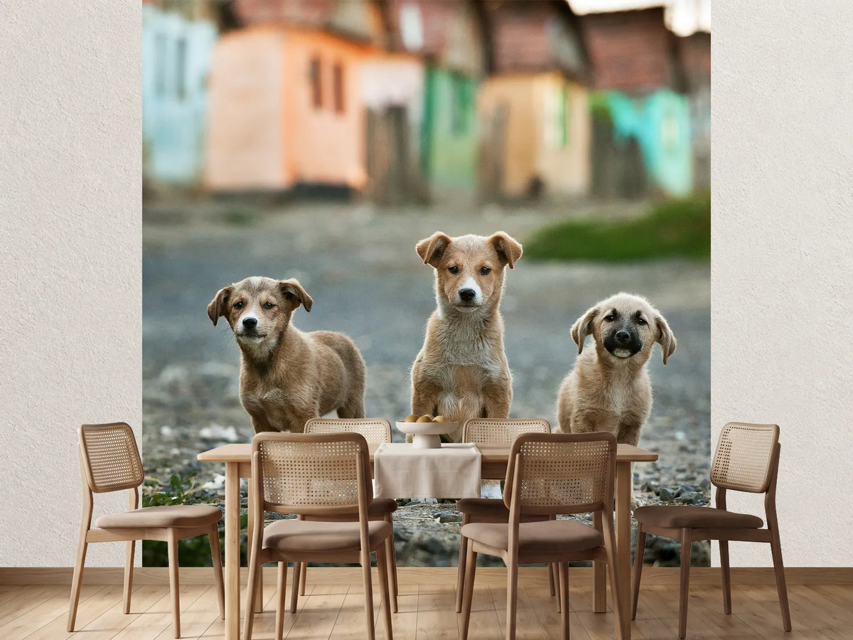 photo-wallpaper-the-three-musketeers-x