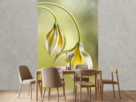 photo-wallpaper-tulipa-x