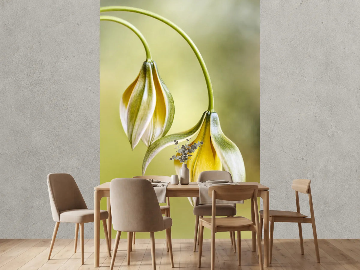 photo-wallpaper-tulipa-x