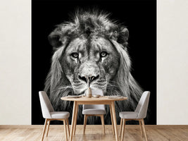 photo-wallpaper-young-male-lion-x