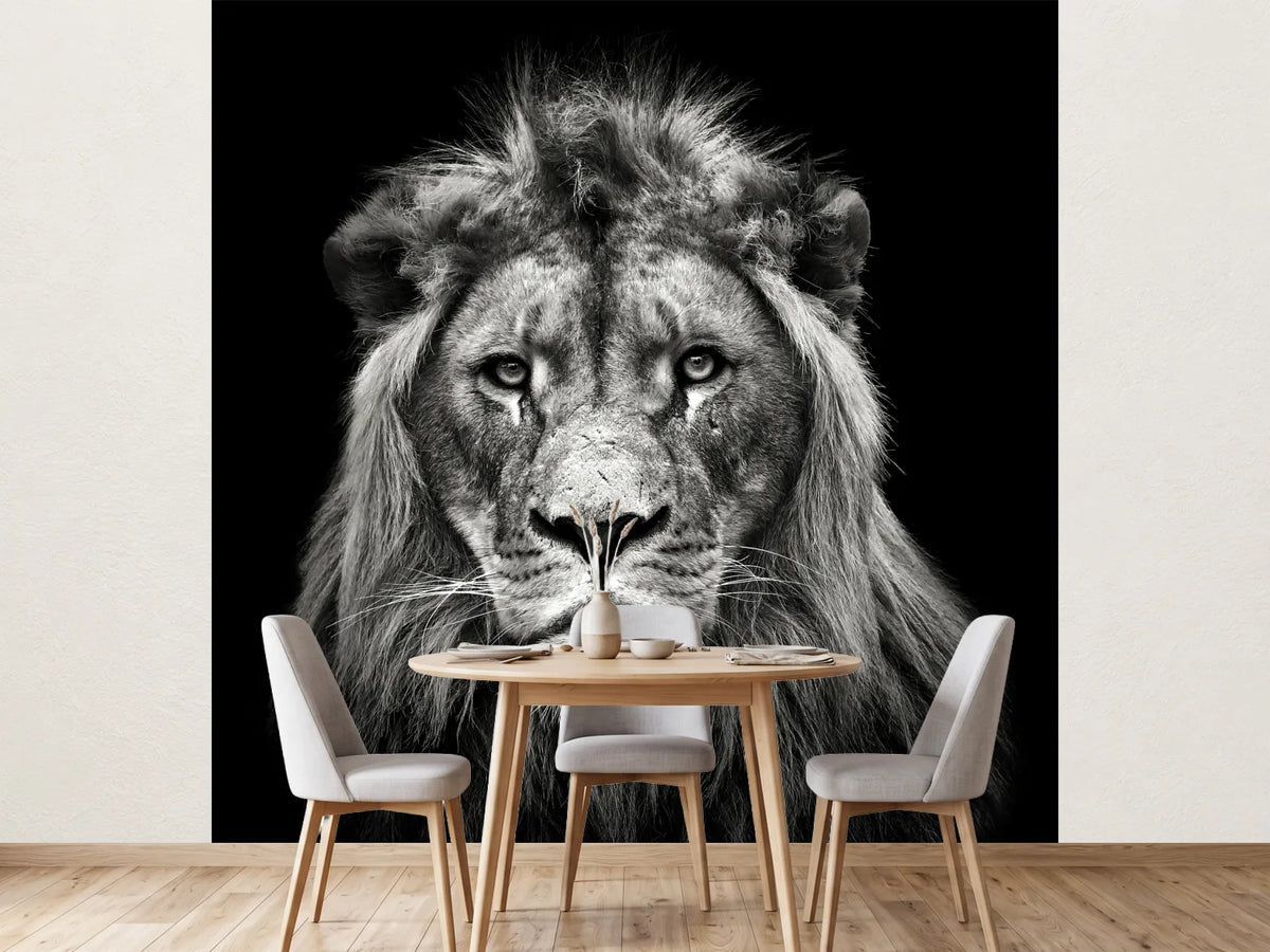 photo-wallpaper-young-male-lion-x