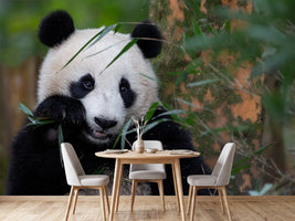photo-wallpaper-bamboo-time-x