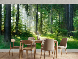 photo-wallpaper-sunlit-forest-glade-with-morning-mist-over-fresh-green-grass