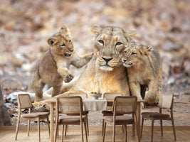 photo-wallpaper-asiatic-lioness-x