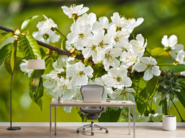 photo-wallpaper-white-flowers-in-xl