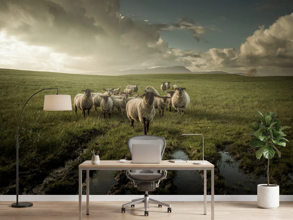 photo-wallpaper-sheep-x