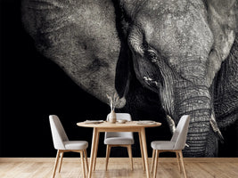 photo-wallpaper-the-matriarch
