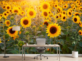 photo-wallpaper-sunflower-field
