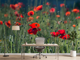 photo-wallpaper-wild-poppy