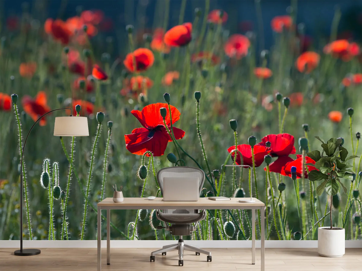 photo-wallpaper-wild-poppy