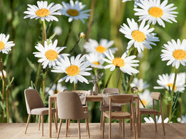 photo-wallpaper-xl-daisies