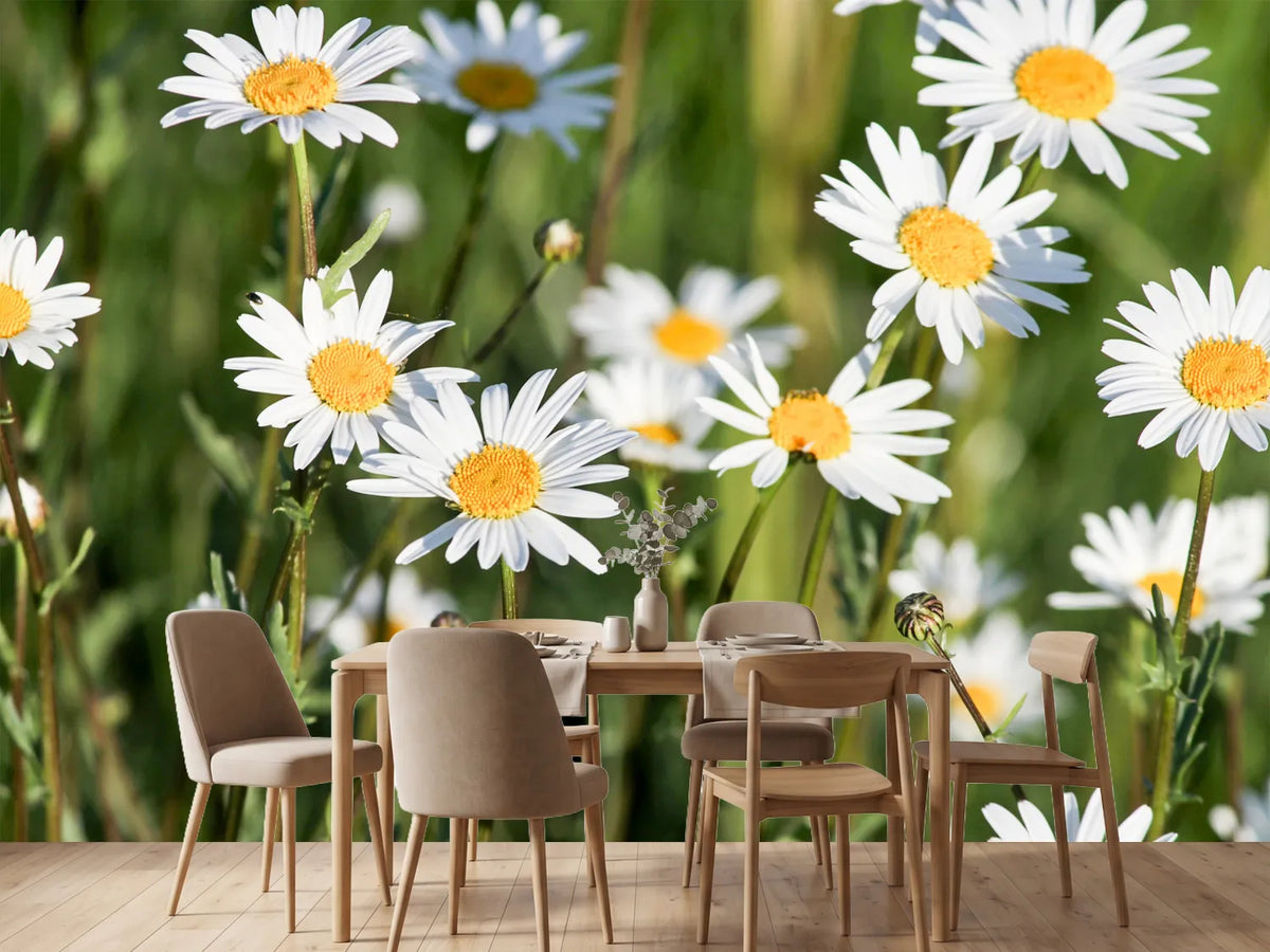 photo-wallpaper-xl-daisies