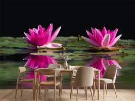 photo-wallpaper-water-lilies-duo-in-pink