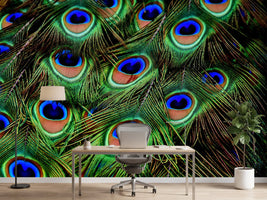 photo-wallpaper-peacock-feathers-xxl