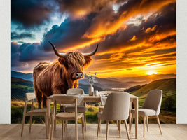 photo-wallpaper-highland-cow-on-a-green-hillside-under-a-blazing-sunset-sky