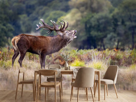 photo-wallpaper-roaring-red-stag