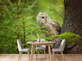 photo-wallpaper-ural-owl-x
