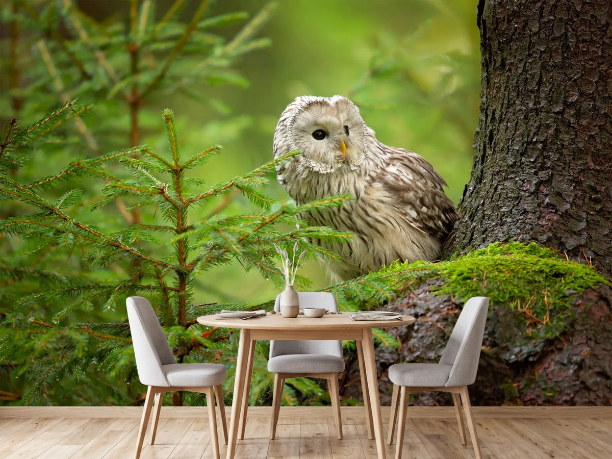 photo-wallpaper-ural-owl-x