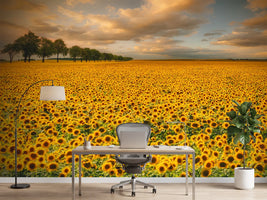 photo-wallpaper-sunflowers