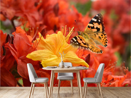 photo-wallpaper-butterfly-498
