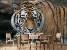 photo-wallpaper-xl-tiger