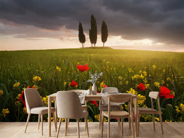 photo-wallpaper-blooming-tuscany-x