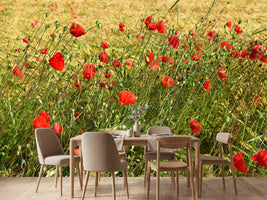 photo-wallpaper-the-poppy-in-the-wind