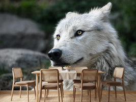 photo-wallpaper-the-lonely-wolf