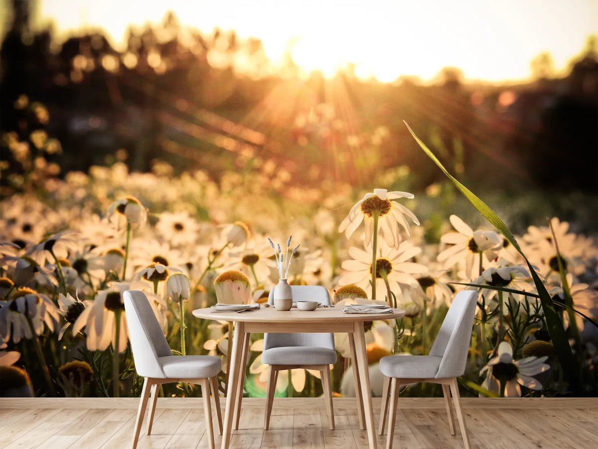 photo-wallpaper-daisies-at-sunset