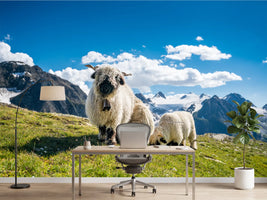 photo-wallpaper-sheep-in-the-wind-of-the-alps
