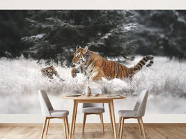 photo-wallpaper-playful-winter-tigers