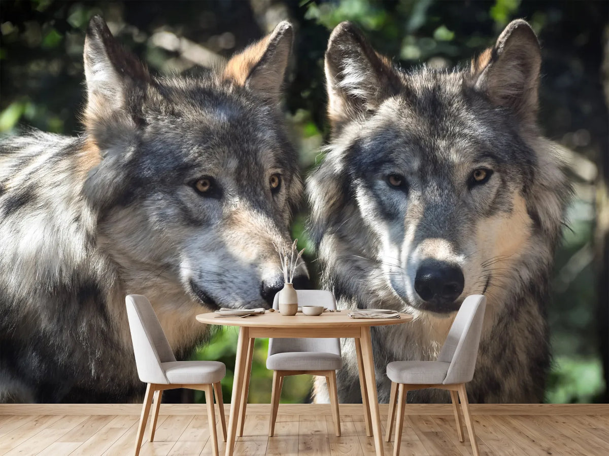 photo-wallpaper-2-wolves